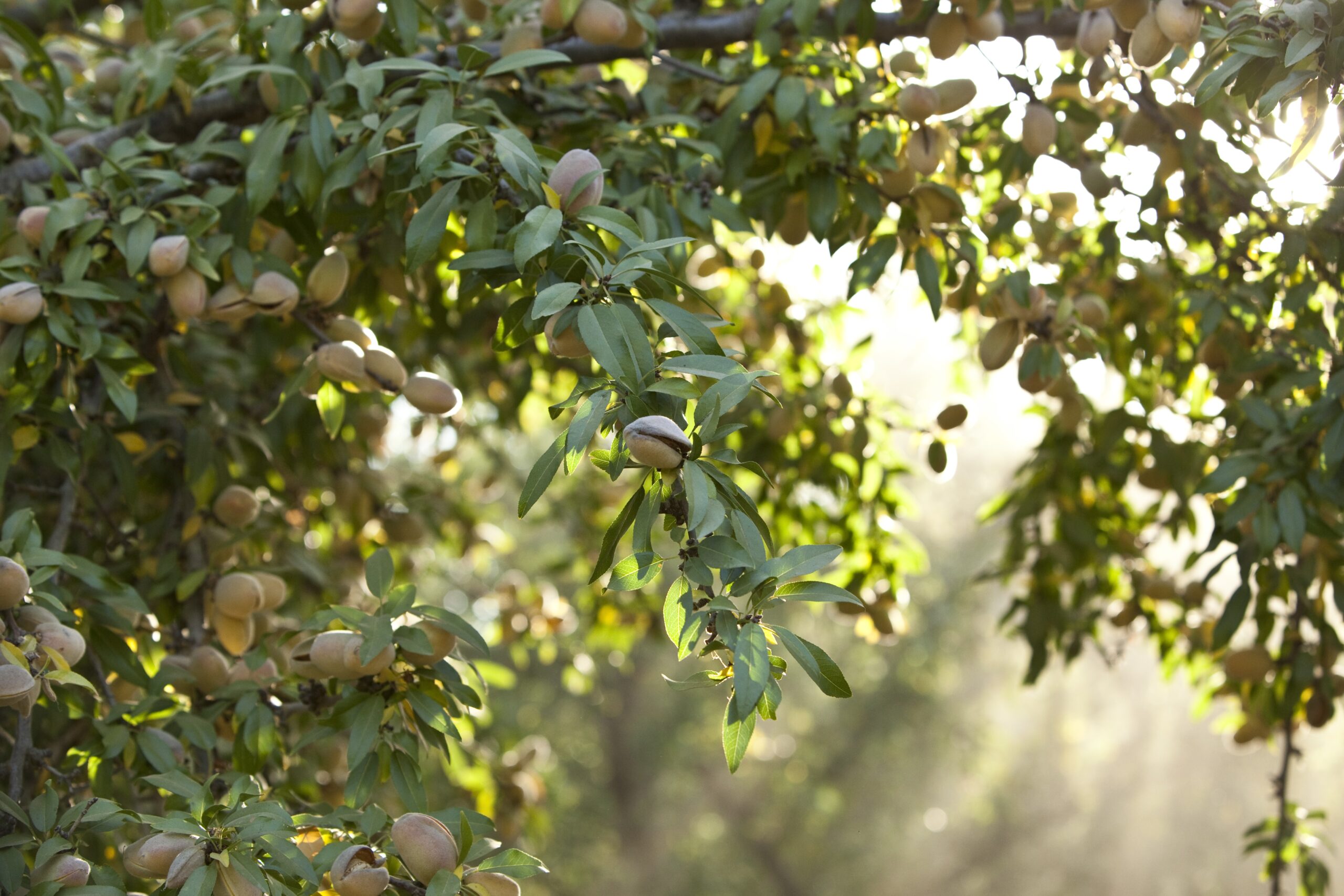 Sunlight filtering through an almond tree's branches.