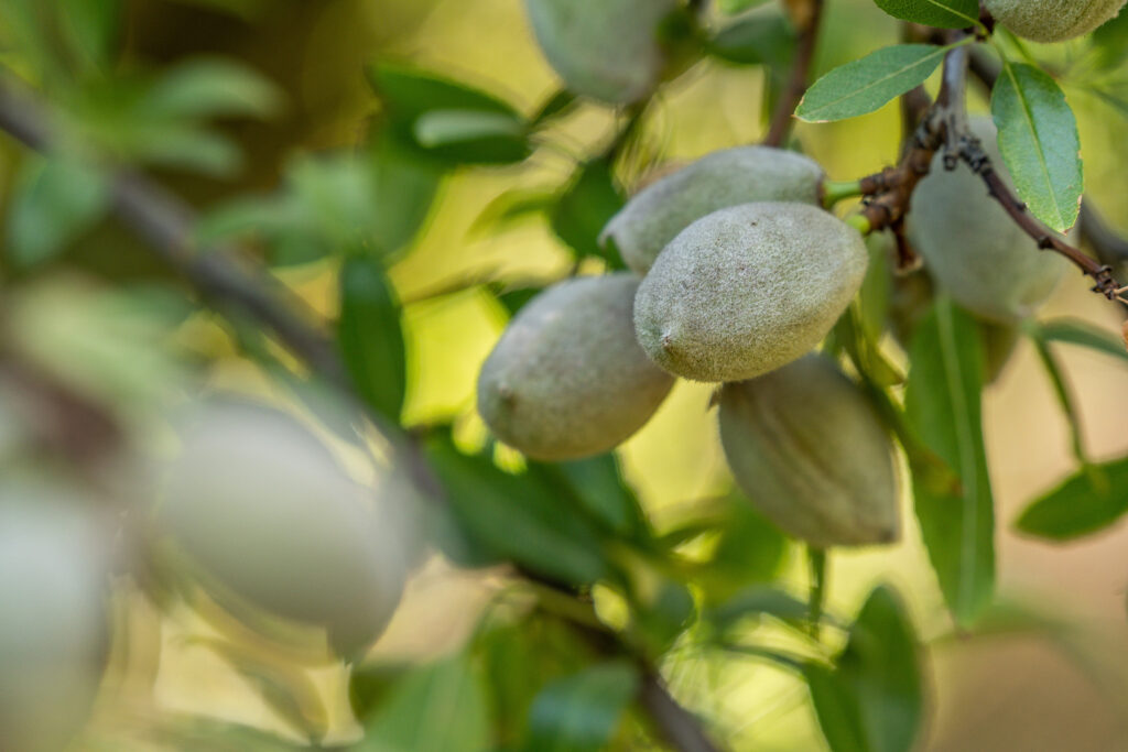 May almond position report shows slight dip in shipments, rising inventory