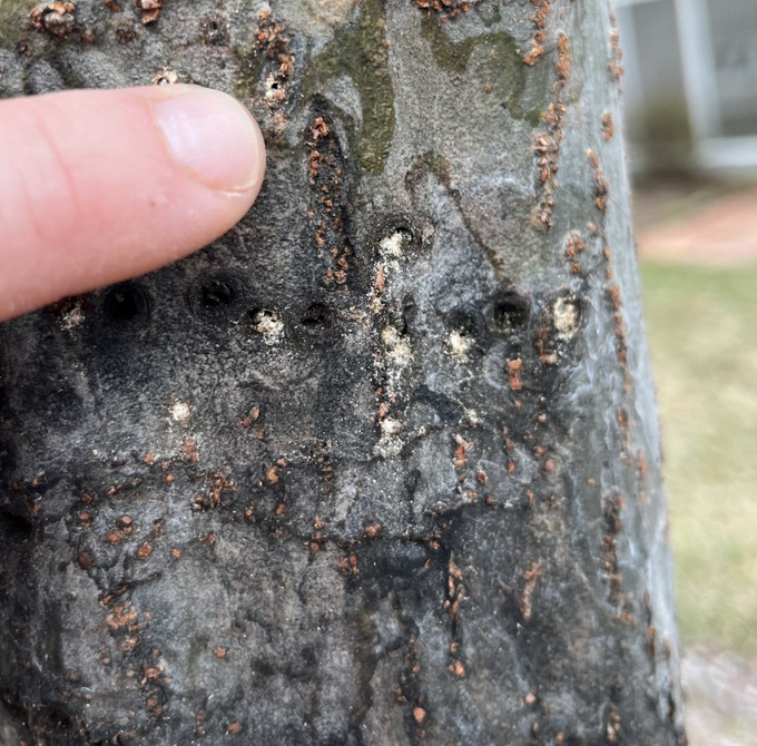 UGA to growers: Be on the lookout for ambrosia beetle