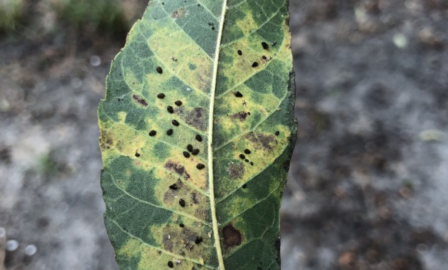 Pecan insects and heat