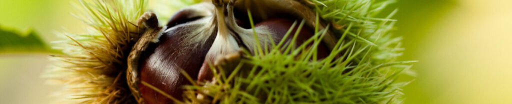 MSU hosting Chestnut Chat 2023 Summer Series