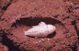Earthen Cell
