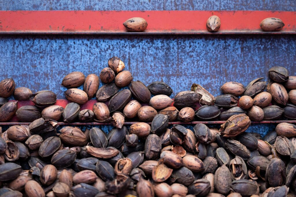 Texas pecan production below average, demand remains strong