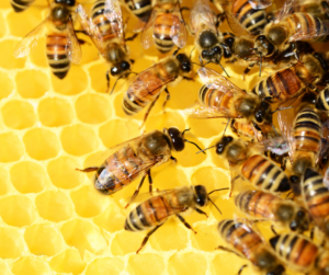 Honeybees inside the hive.