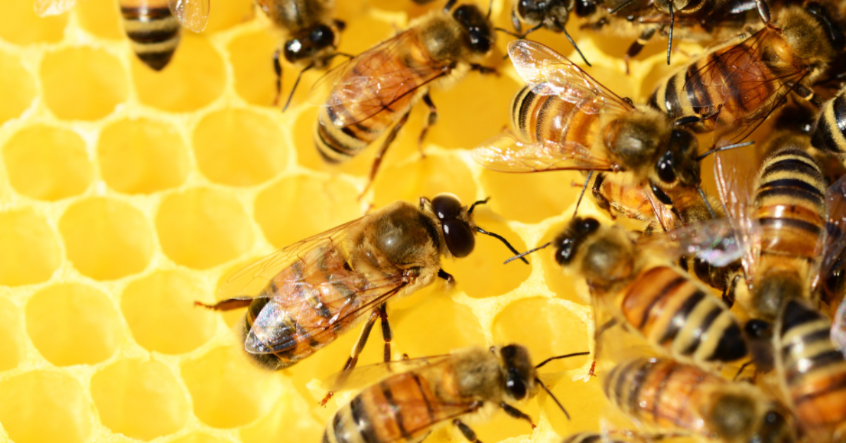 Close-up of honey bees and honeycomb.