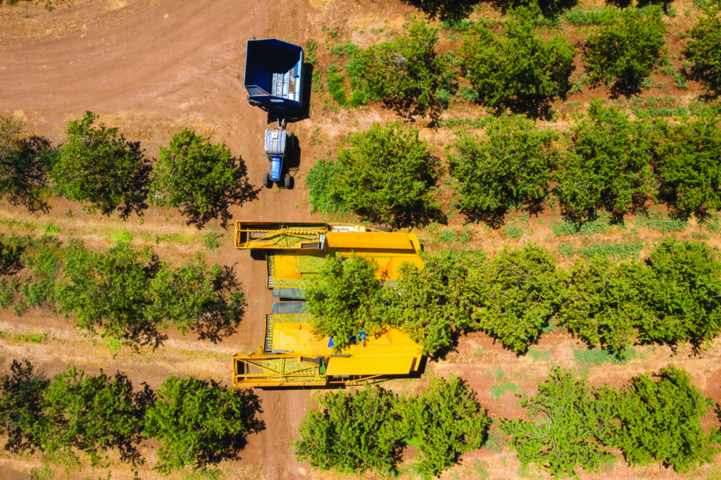 Blue Diamond projects 2026 California almond crop over 2.6B pounds