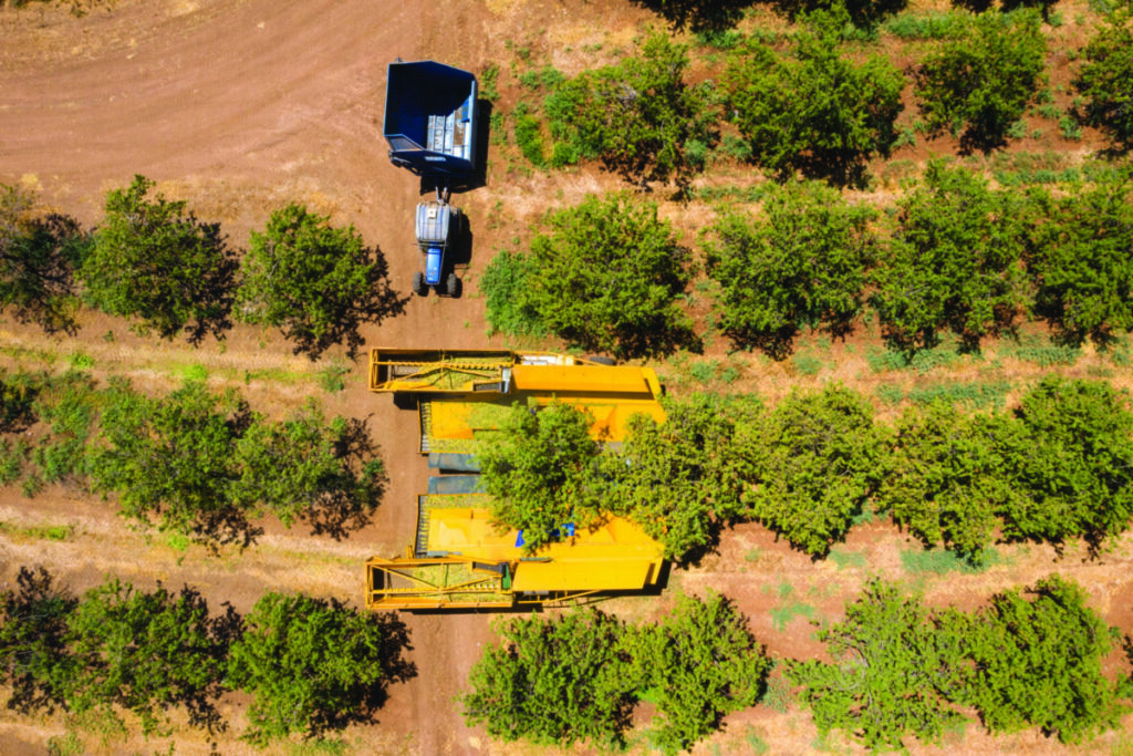 August 2025 almond position report: shipments down, exports steady