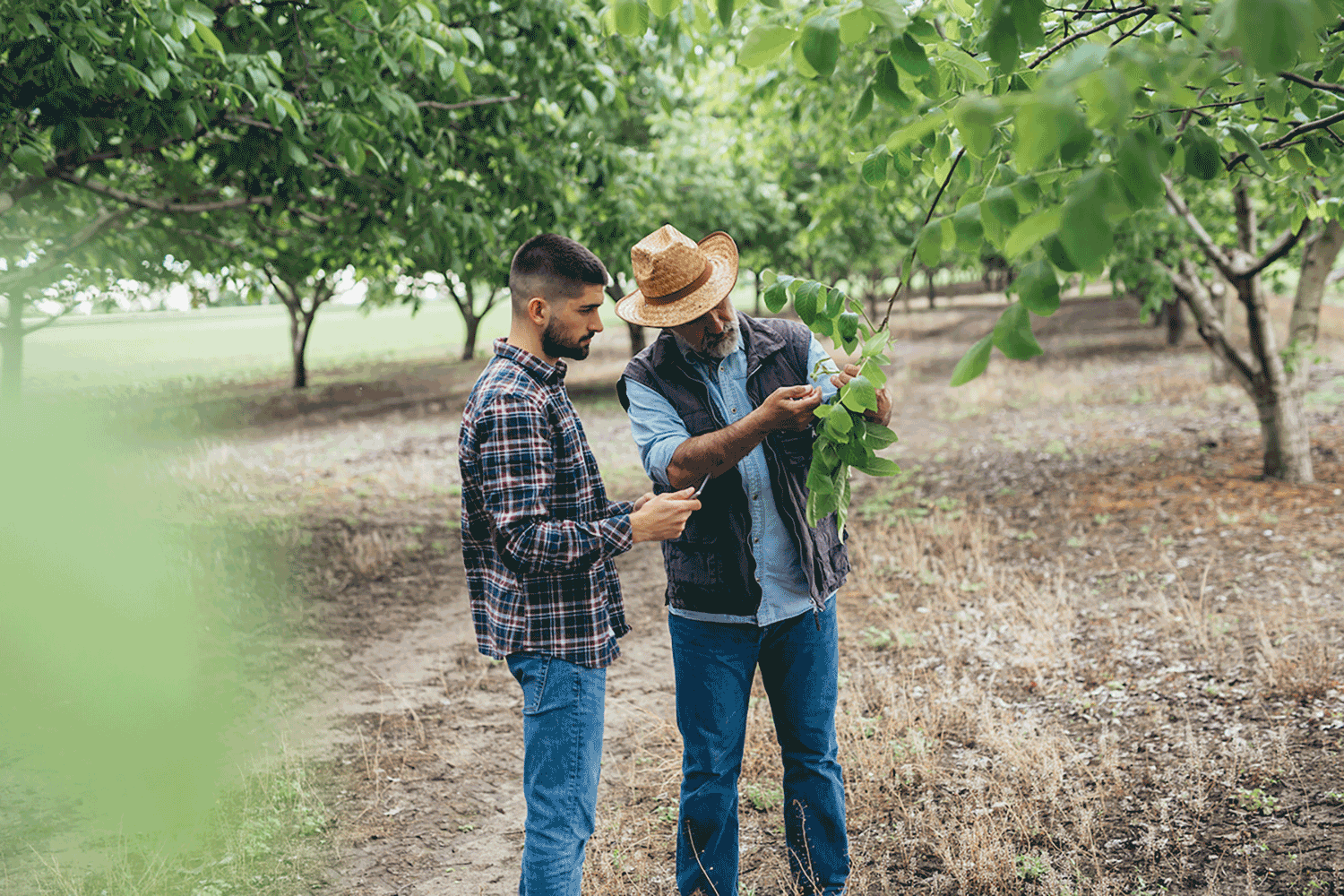 Two men inspecting a branch in an orchard.
