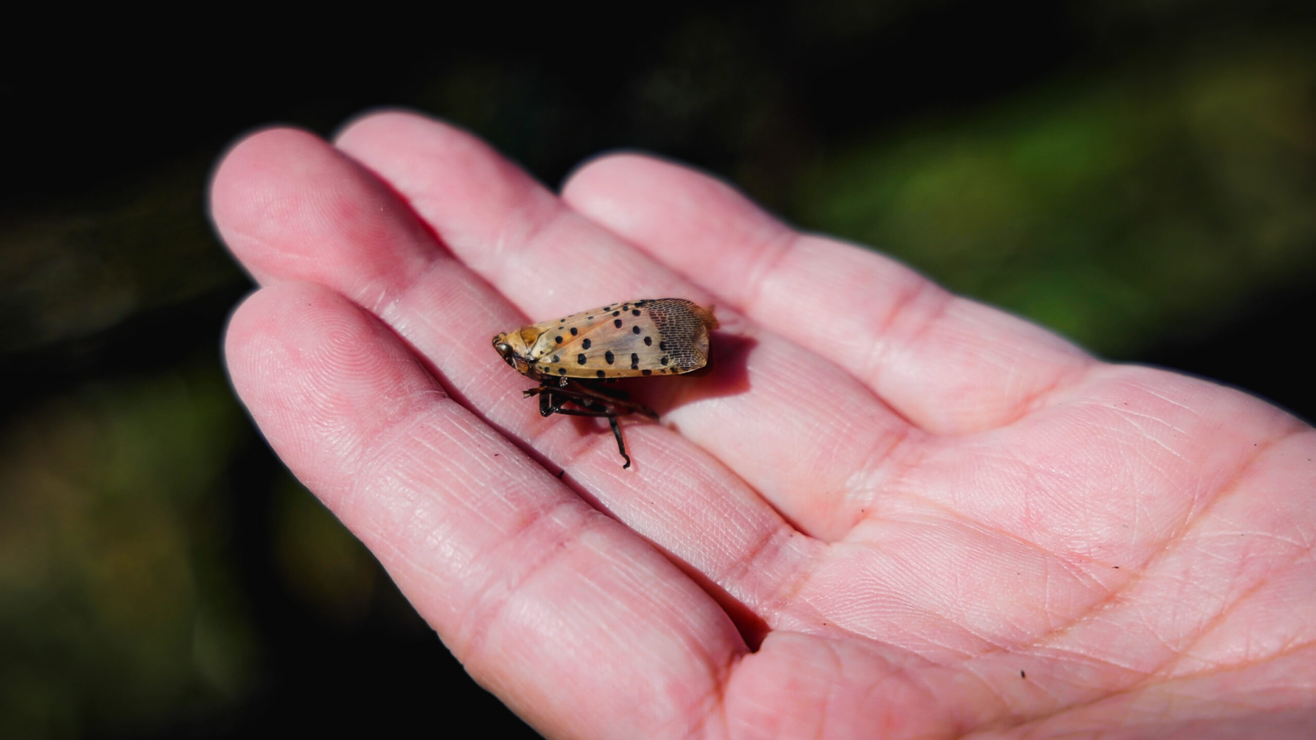 spotted lantern fly is an invasive insect plaguing plants, especially grapes, across the globe. (Photo by Luke Hayes/Virginia Tech)