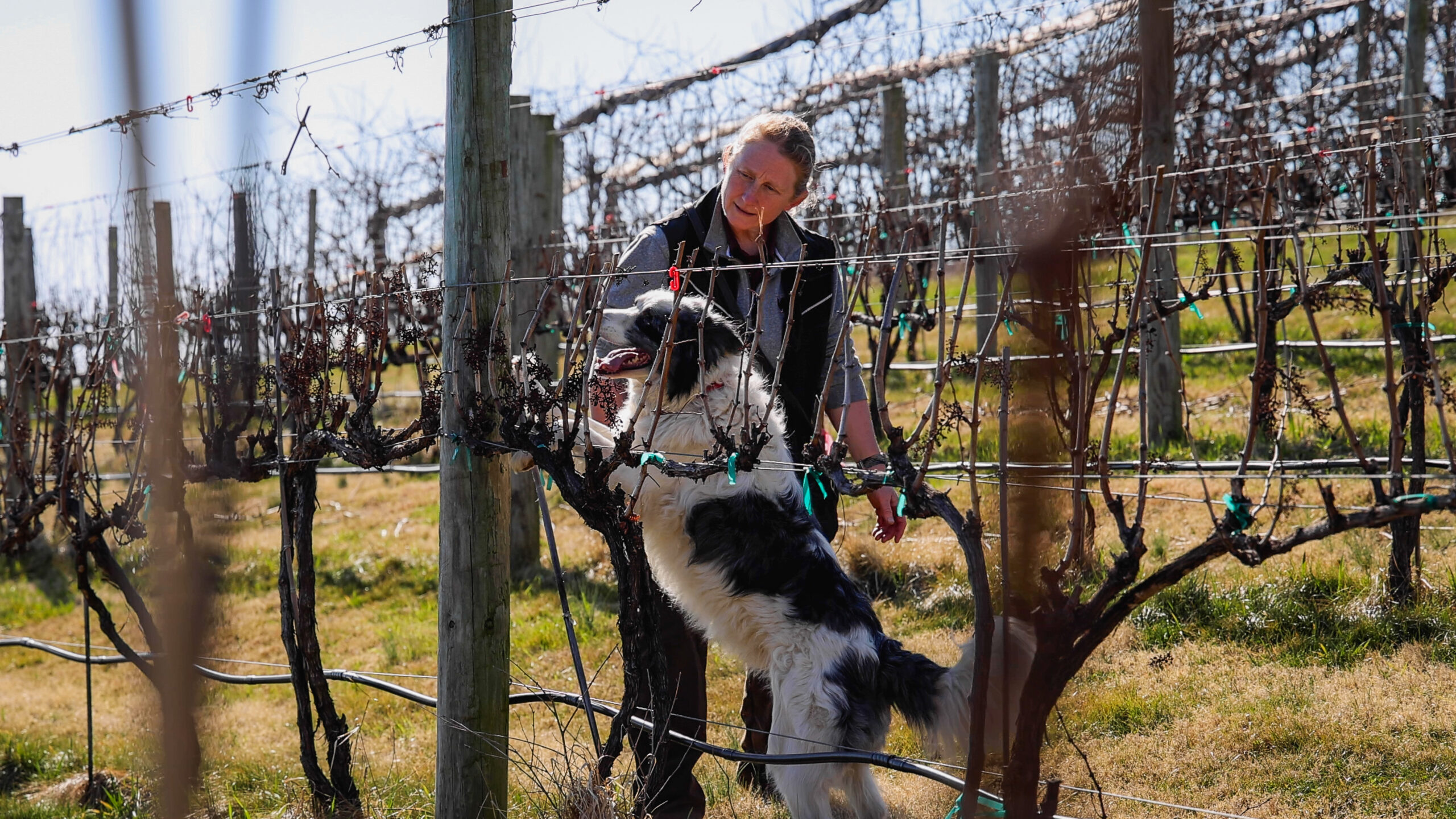 Woman standing behind a black and white dog, who is standing on its back legs while examining plants in a vineyard.