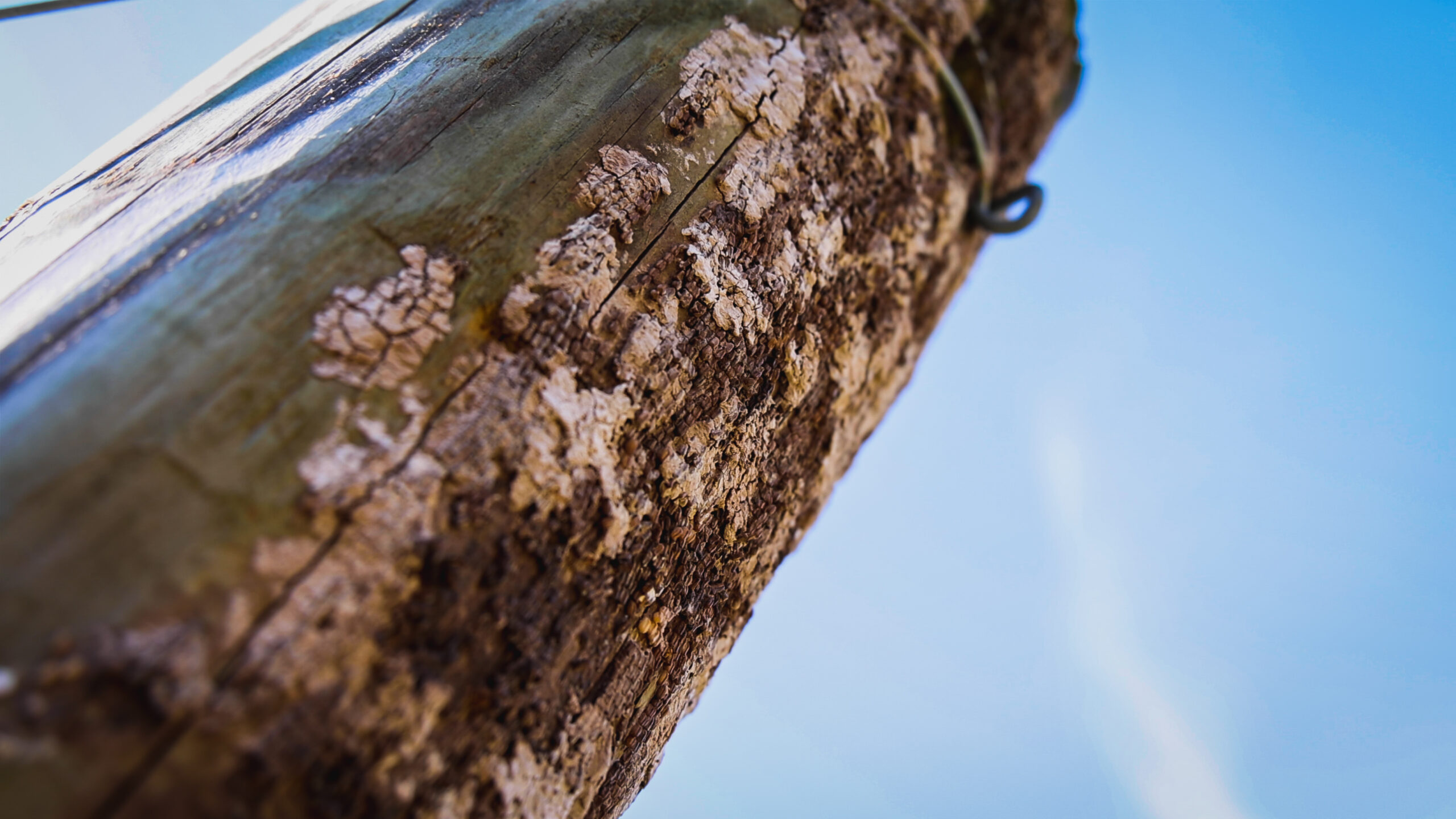 Spotted lantern fly eggs on a fencepost. The spotted lantern fly is an invasive insect plaguing plants, especially grapes, across the globe.(Photo by Luke Hayes/Virginia Tech)