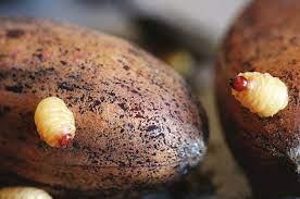 Pecan weevil larvae emerging out of the shell