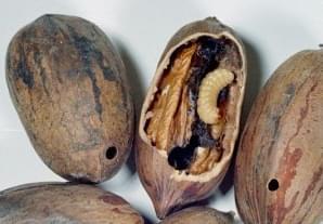 A pecan weevil larvae feeding on a pecan