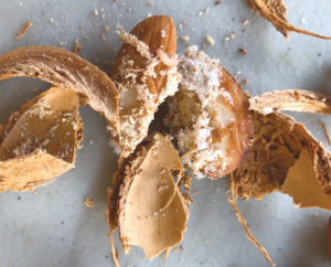 navel orangeworm damage