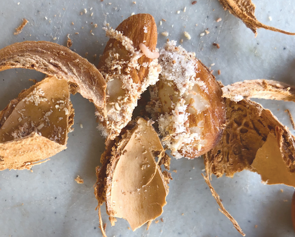 Almond Board’s AgNeighbors Program boosts pest management through collaboration