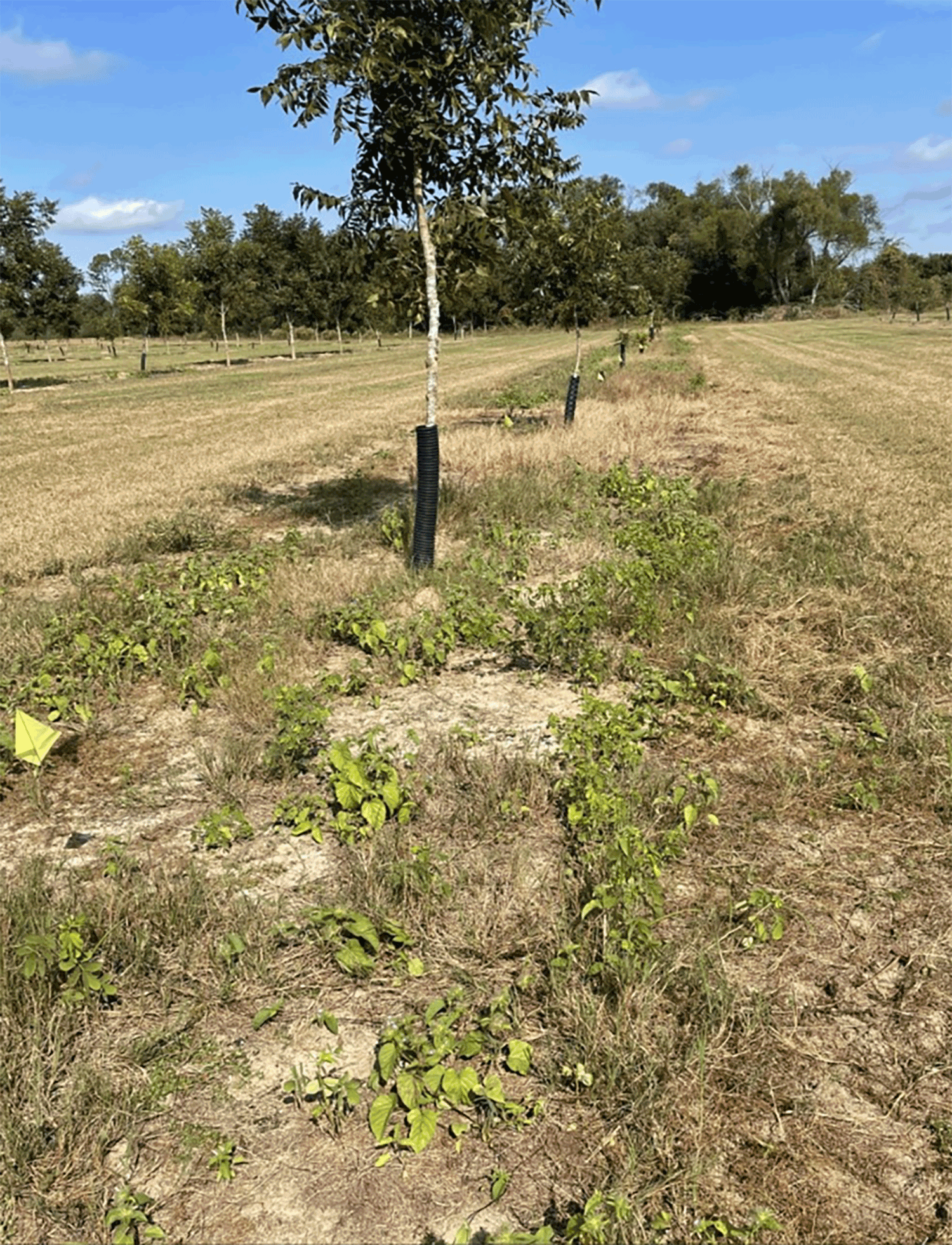 Controlling bermudagrass in newly planted pecan orchards