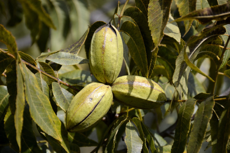 Pecan trees begin ‘June drop’ in the Southeast