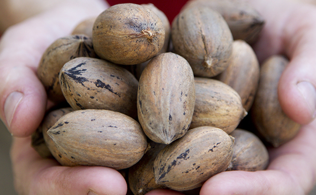 Georgia researchers work to improve pecan shelling process