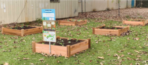 raised garden beds