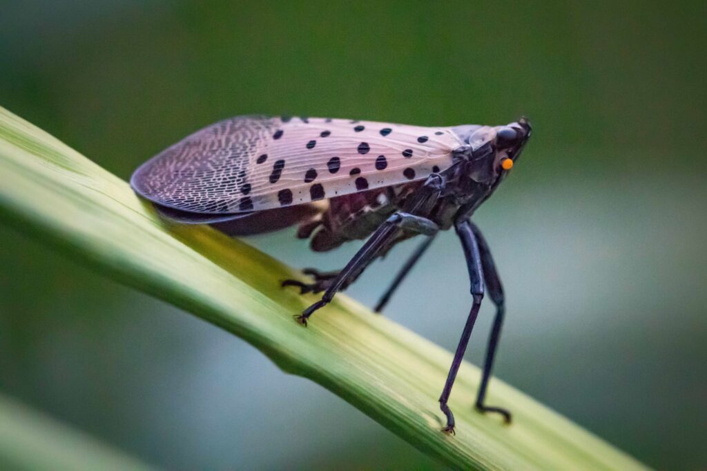 Stoller has organic product to control invasive spotted lanternfly
