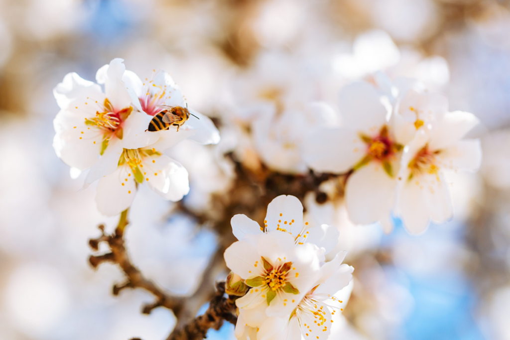 Almond Board of California opens 2026 Board of Directors election