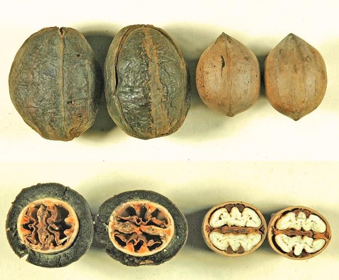 Pecans cut in half to show the sticktights