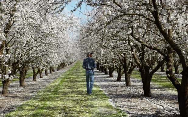 Almond Board of California offers new Training Tuesdays for 2021
