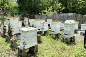 Apiaries