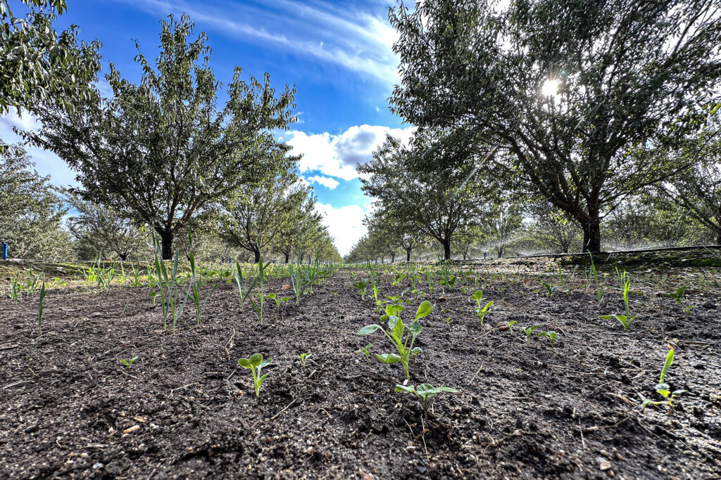 Blue Diamond reports 2024 almond harvest completion, pest pressures