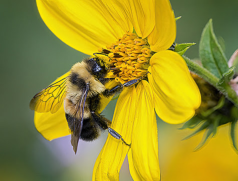 A map of the rusty patched bumble bee’s genome offers new approach to saving this pollinator