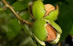 2026 Pest and Disease Survey: Share your input with National Nut Grower
