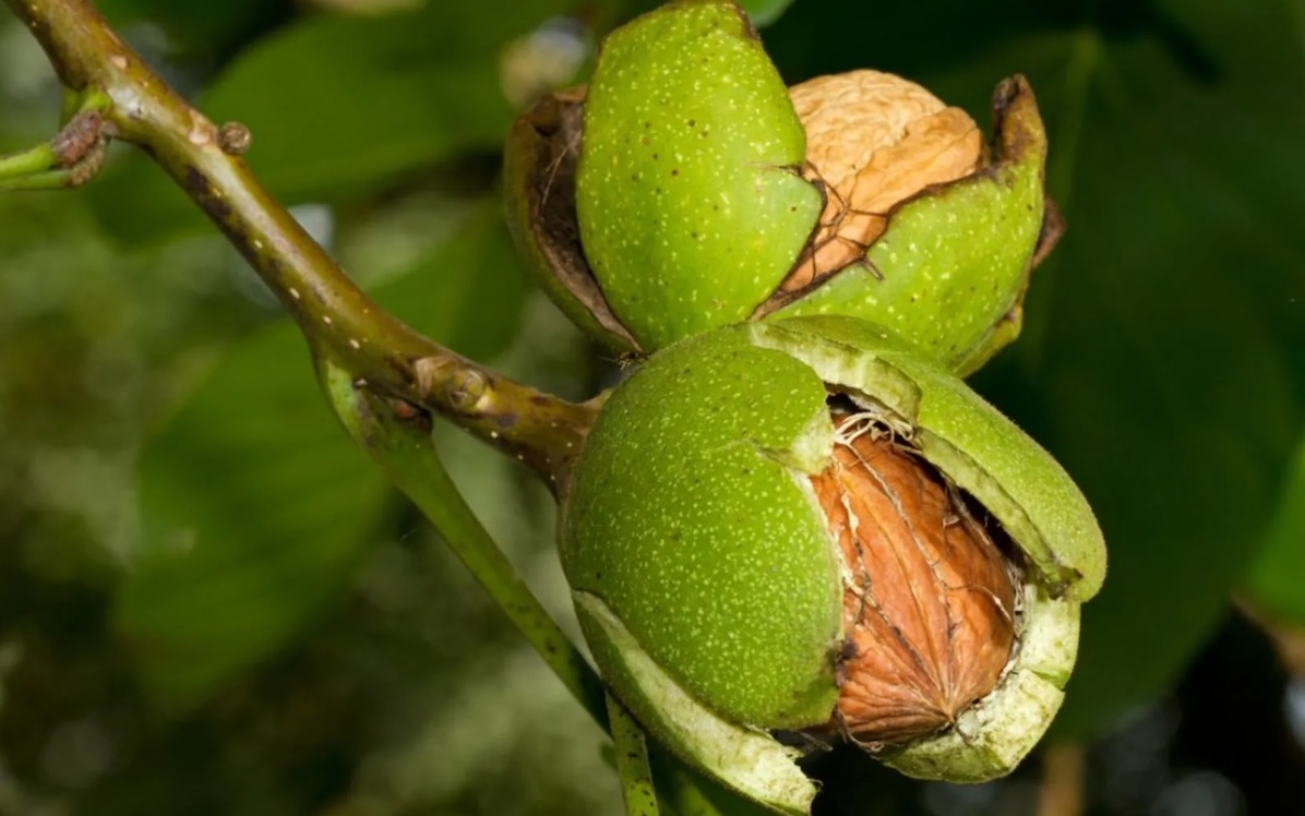 Walnuts showing signs of disease.