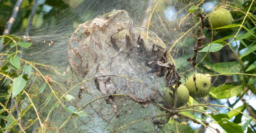 Pecan trees prone to bagworm, webworm infestations in Oklahoma