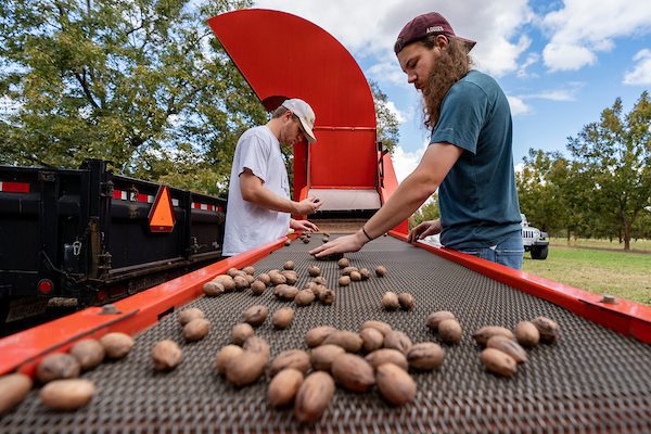 Texas Pecan Short Course returns Feb. 24-27 in Somerville