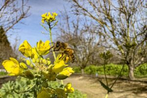 A bee on yellow flowers in the foreground of an almond orchard.