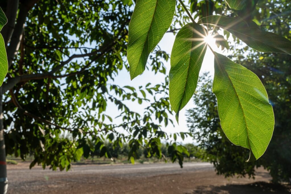 California Walnut Commission secures $2.6M in USDA funding to back retail push in global markets