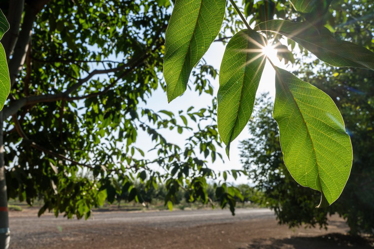Sun shining through leaves on a walnut tree.
