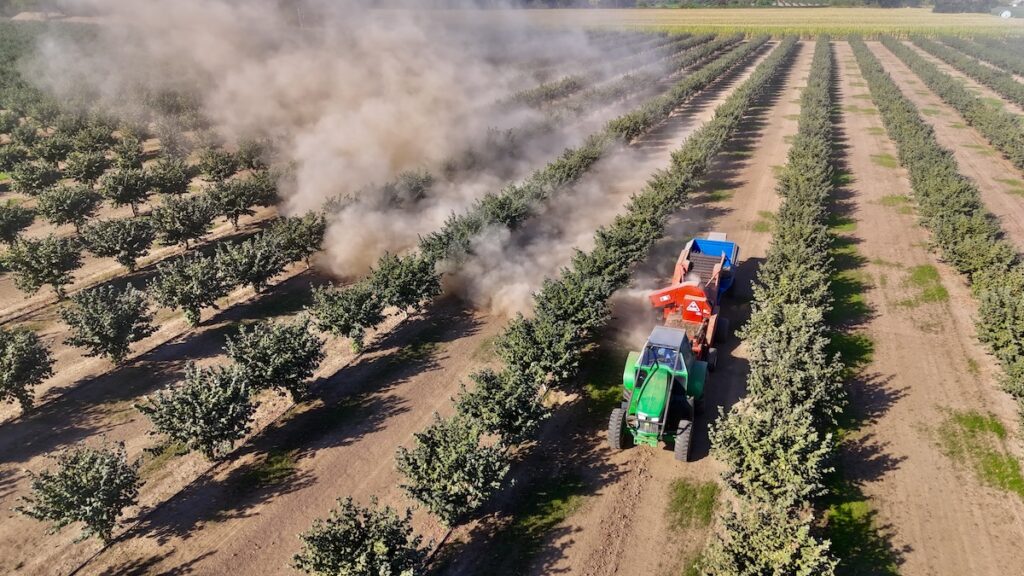 Tractor driving through rows of hazelnut trees.