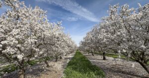 Almond bloom winds down across valleys as petal fall advances