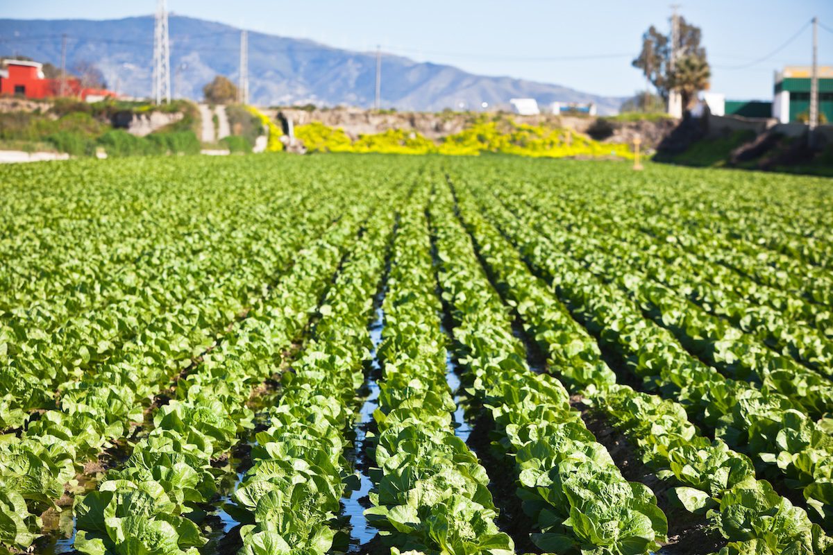 Cultivated field: fresh green salad bed rows. horizontal shot