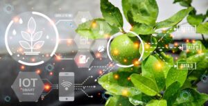 AI takes root: What’s the deal with decision support tools for specialty crop farmers?