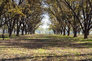 New ‘Golding’ pecan variety offers scab resistance