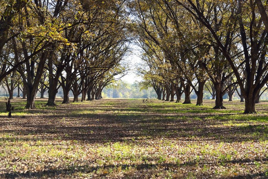 pecan grove
