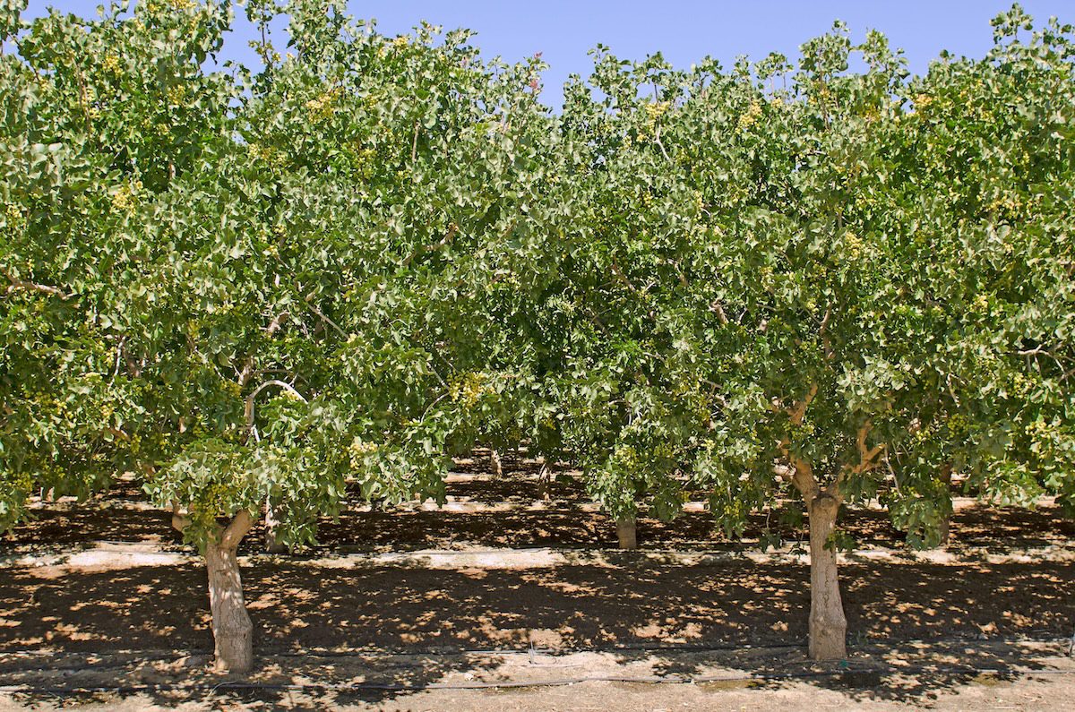 Pistachio nuts growing on a tree in an orchard in central California growing region