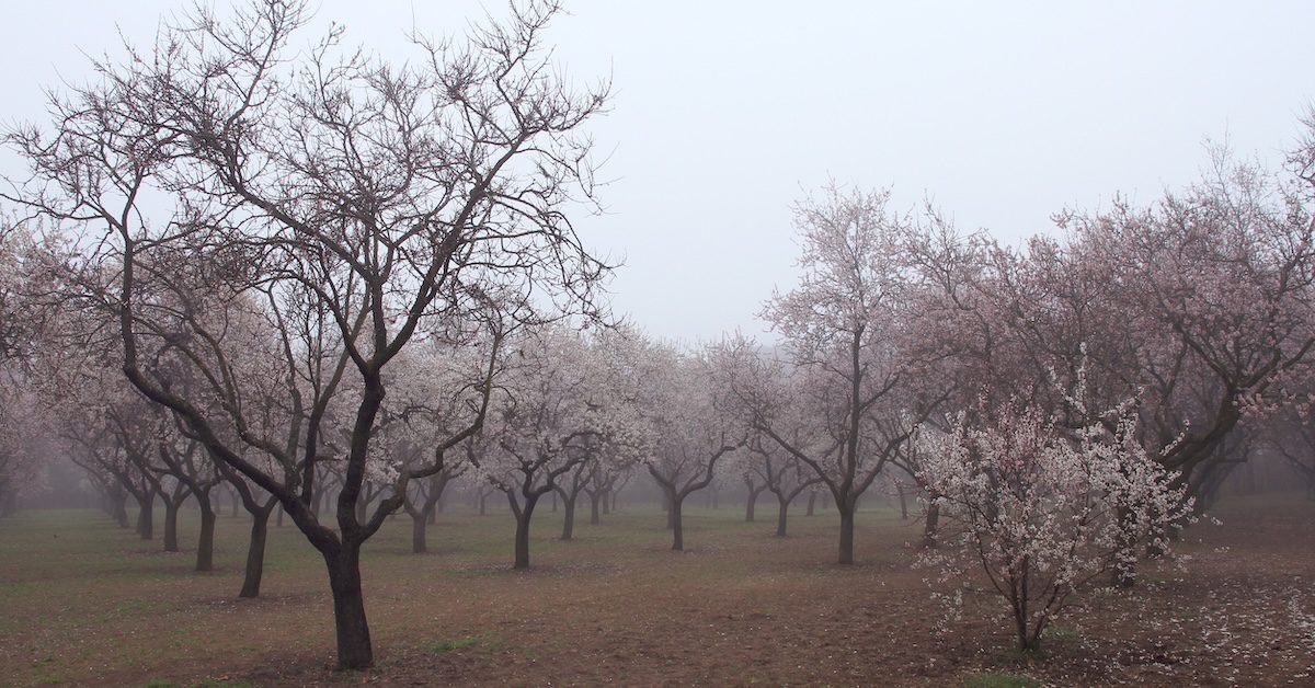 Almond grove. Blossoming trees in fog. Spain.