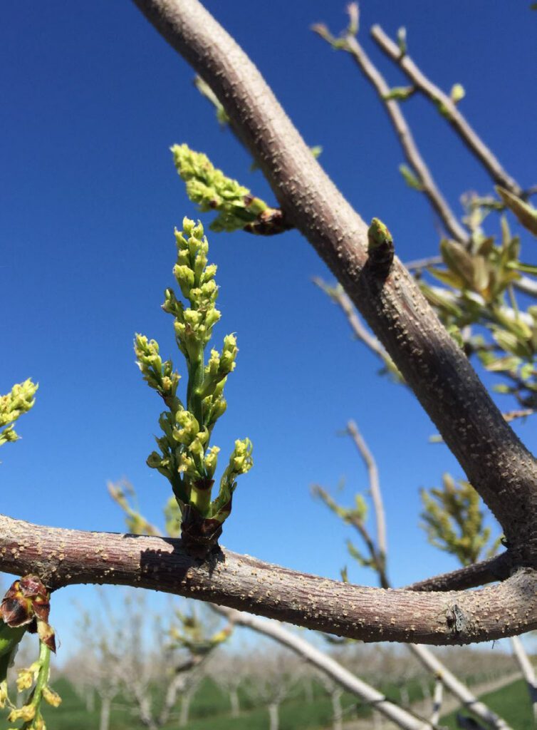 female pistachio flowers
