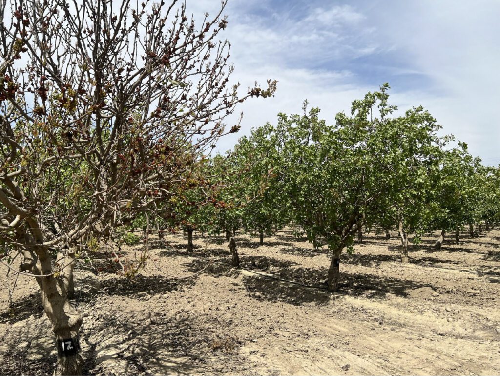 Understanding pistachio bloom and pollination can improve nut set, reduce blanks