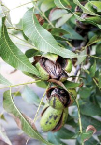pecan tree with pecan fruits ripening