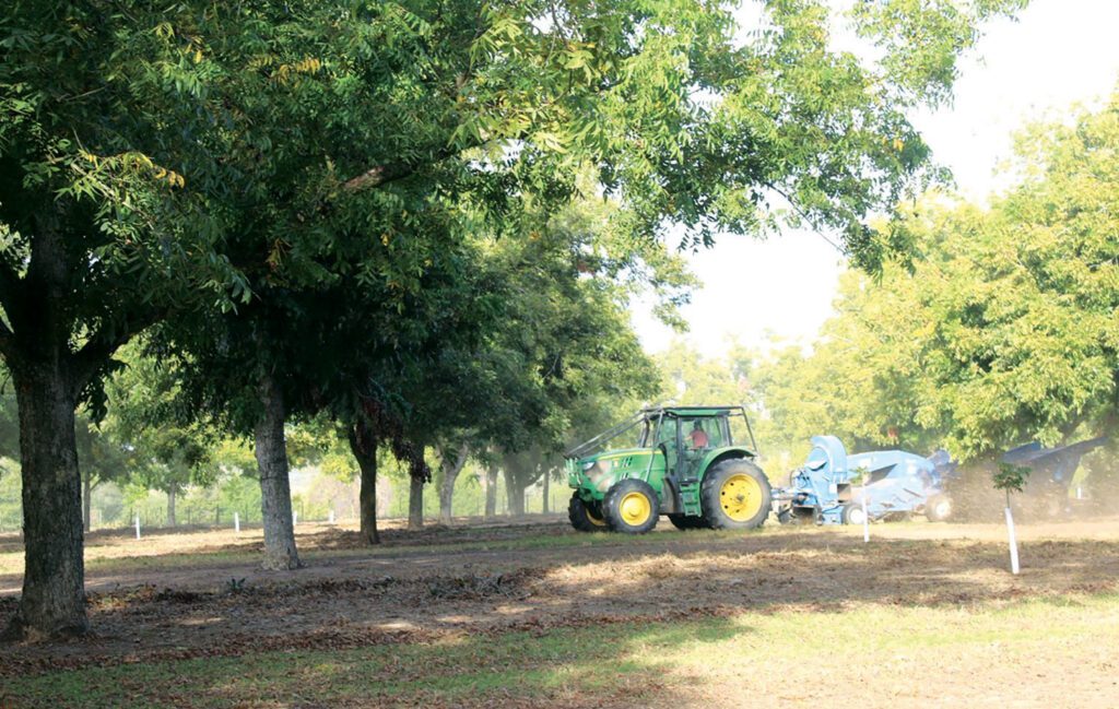 green tractor in pecan orchard