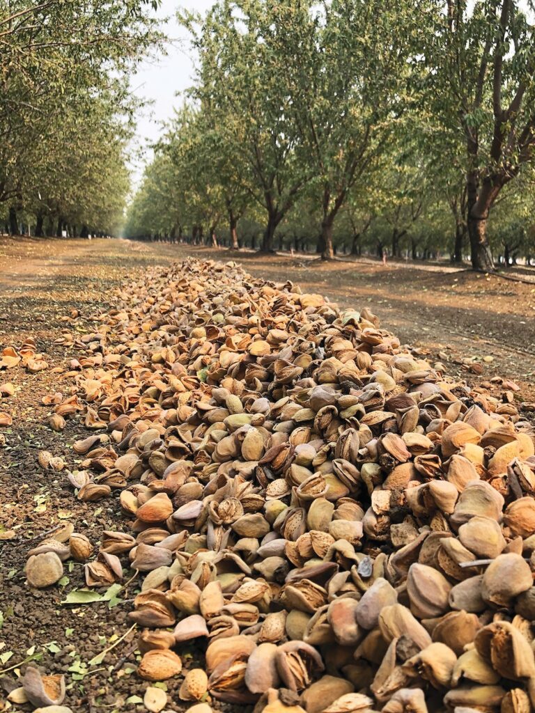 nuts on the ground on an orchard